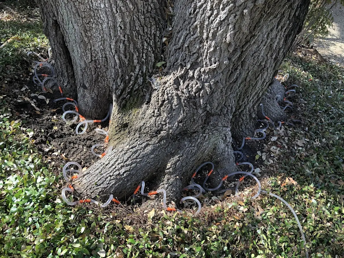 Detailed Tree Cabling and Bracing job site in Adell