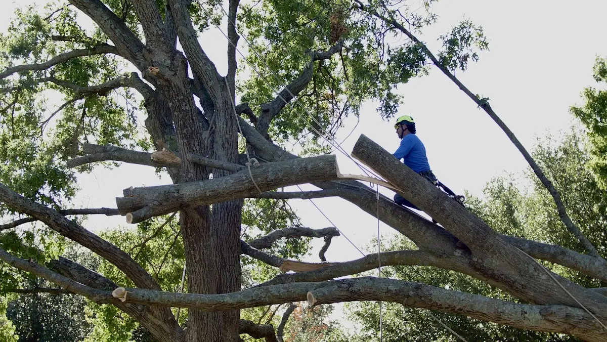 Professional Crown Thinning performed by certified arborists in Adell