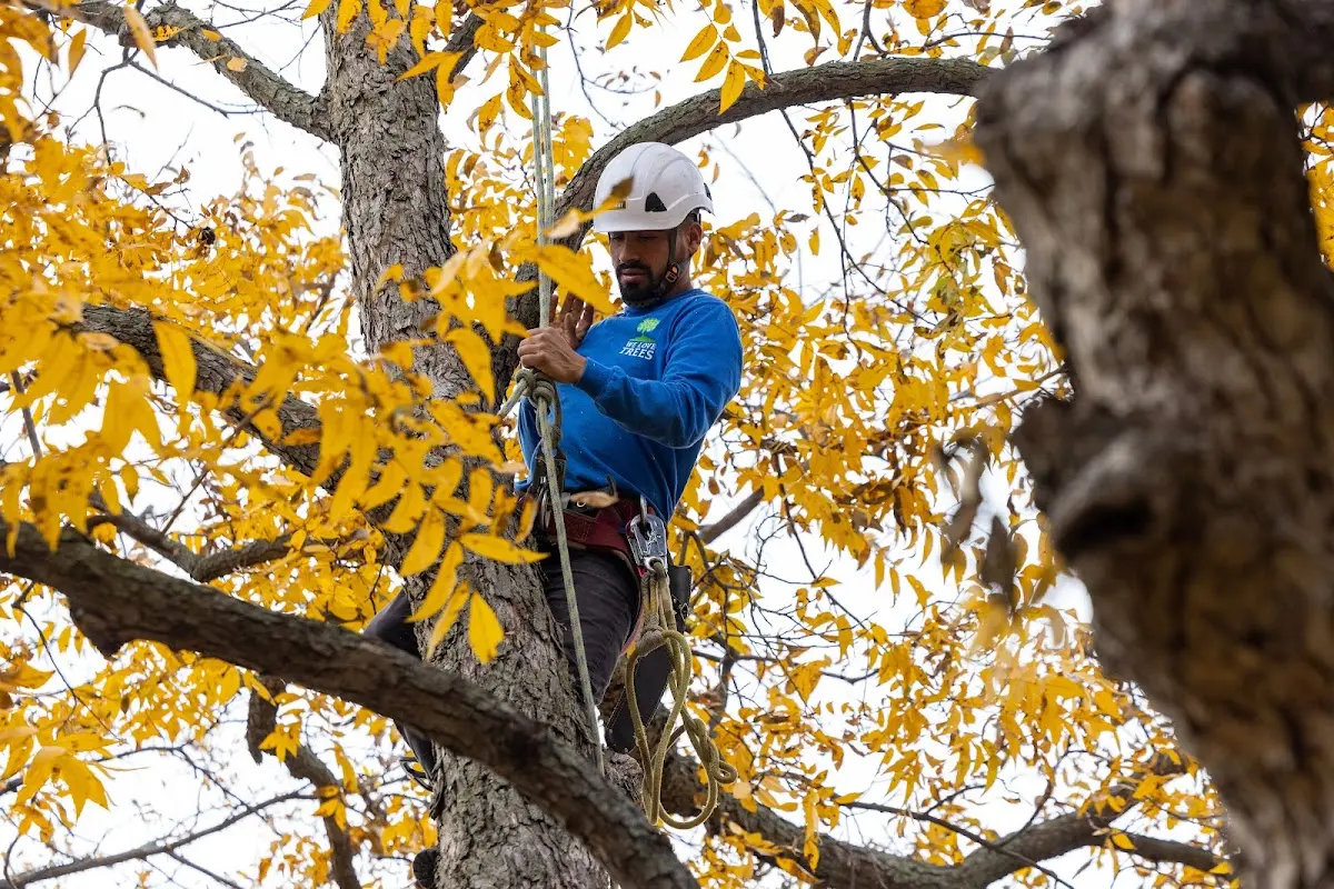Skilled Tree Planing crew working in Adell
