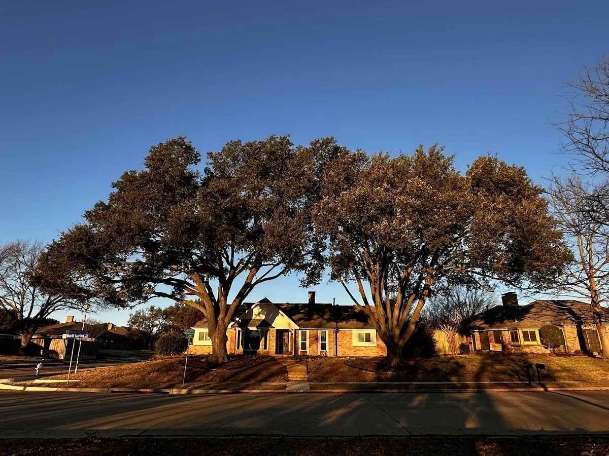 Established residential canopy tree shading a home in Adell